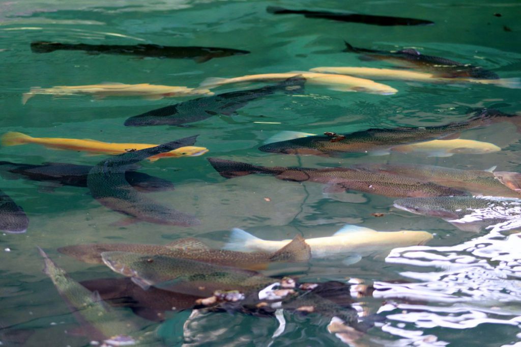 Home of the Golden Trout