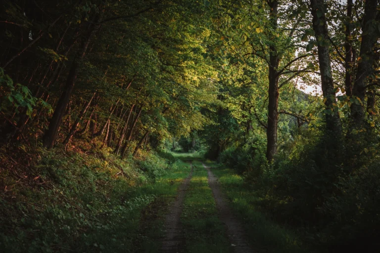 Allegheny Highlands Trail