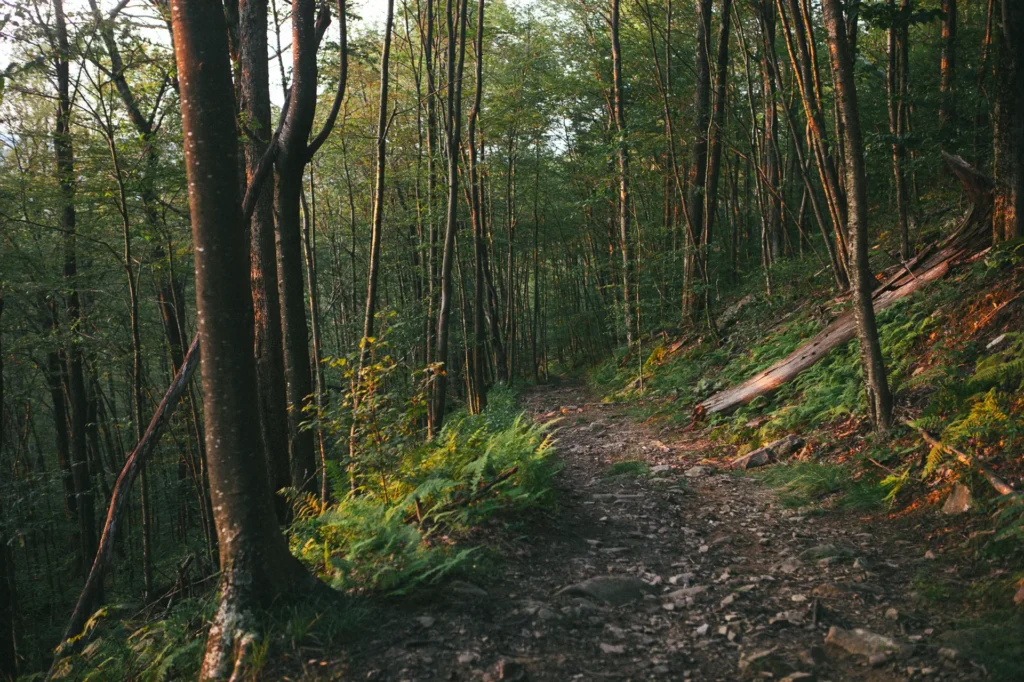 A serene forest path towards Maryland Highpoint, lined with slender trees and lush ferns, bathed in warm, golden sunlight. The earthy trail invites exploration and tranquility.