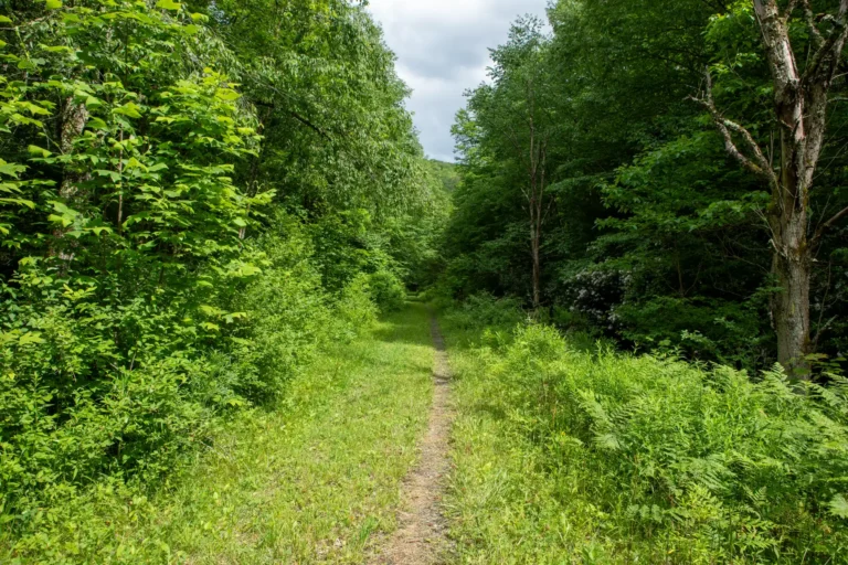 forested rail trail