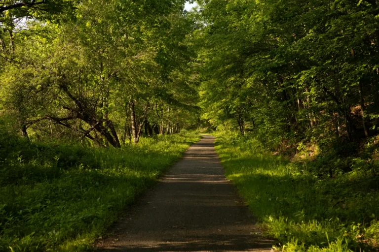 Paved rail trail passing through shaded forest