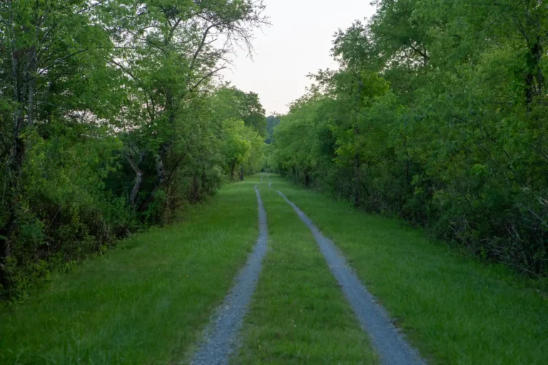 gravel rail trail passes through forest with clear sky