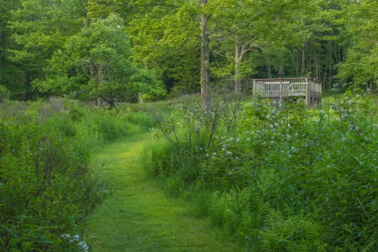 A grassy trail winds through lush forest to a wooden overlook at the Civil War–era Cheat Summit Fort in Monongahela National Forest, West Virginia.