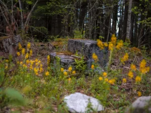 Red Spruce Tower Site - Mon Forest Towns Sunlit forest floor with scattered yellow wildflowers surrounding a moss-covered stone foundation of fire tower, creating a serene and tranquil atmosphere.